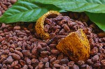 El cacao orgánico premium.