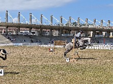 Foto de archivo de Equina Galicia.