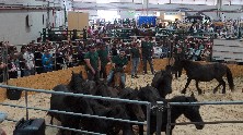 Foto de archivo de la Semana Verde de Galicia.