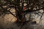 Incendios forestales en España.