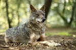 Censo nacional del lobo.