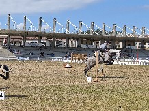 Foto de archivo de Equina Galicia.