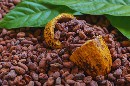 El cacao orgánico premium.